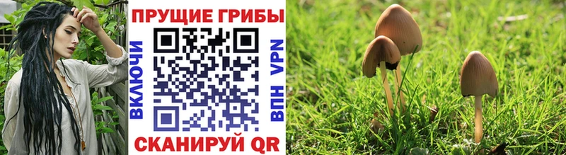 Купить Чернушка Псилоцибиновые грибы MAGIC MUSHROOMS